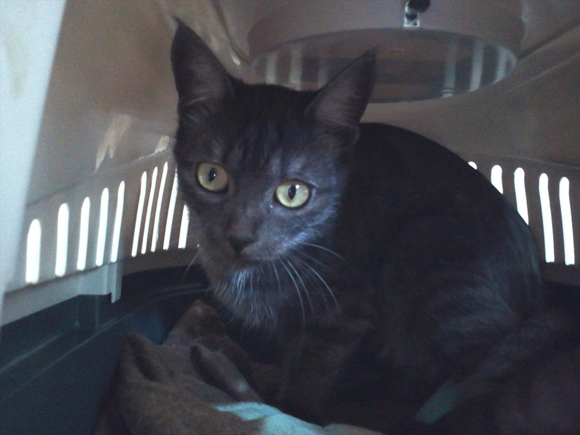 Blanding af racer candy billede 7