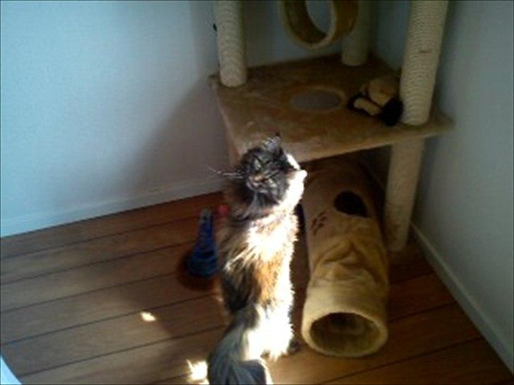 Norsk Skovkat Luna billede 10