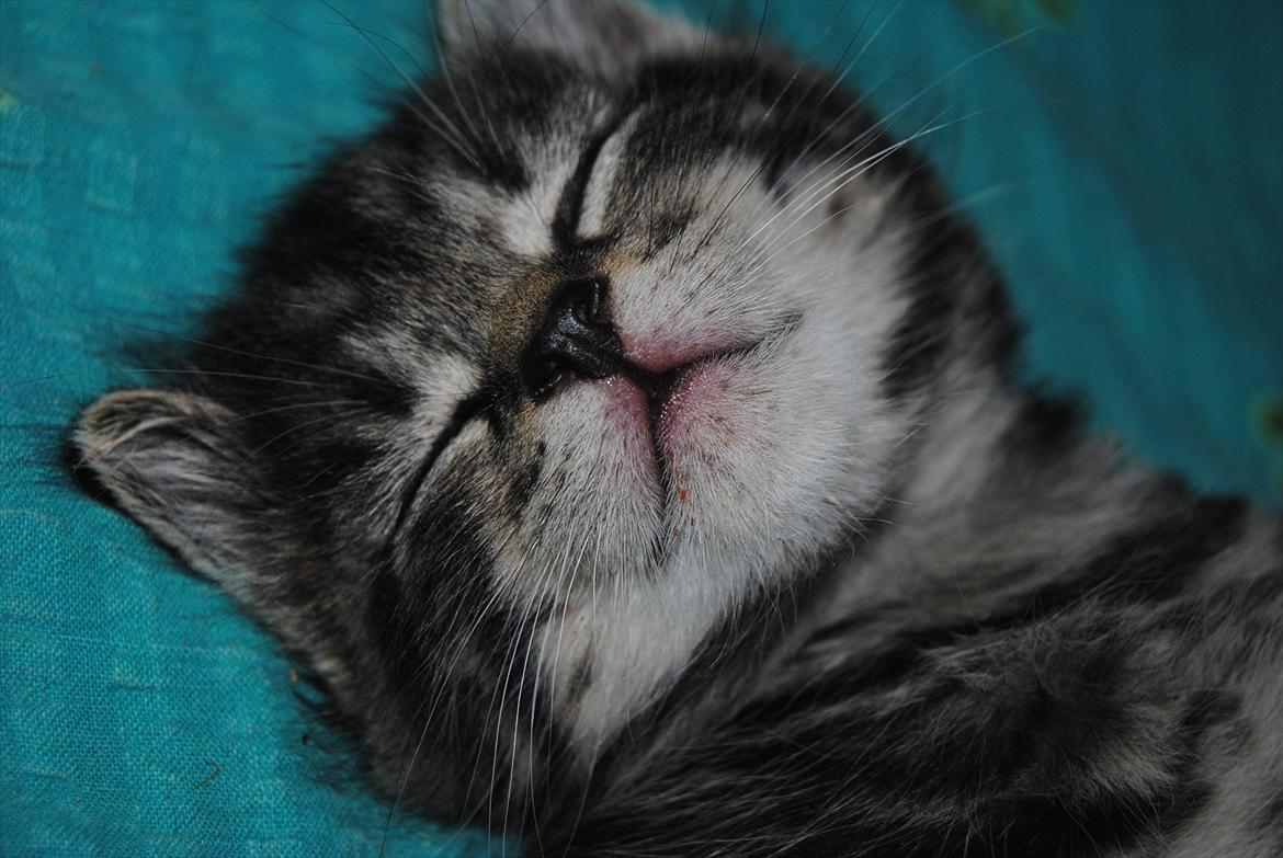 Blanding af racer "Bølle Bob" billede 4