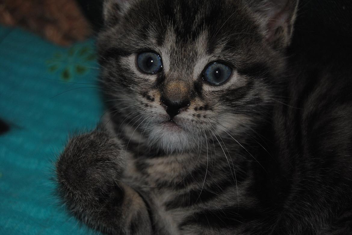 Blanding af racer "Bølle Bob" billede 5