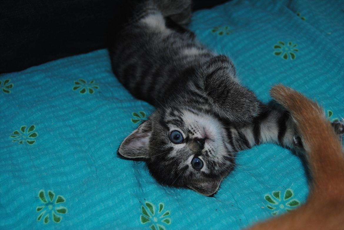 Blanding af racer "Bølle Bob" billede 6