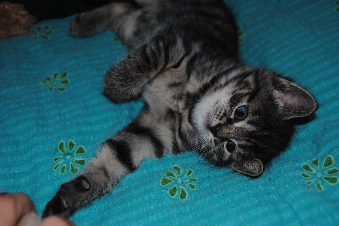 Blanding af racer "Bølle Bob" billede 7