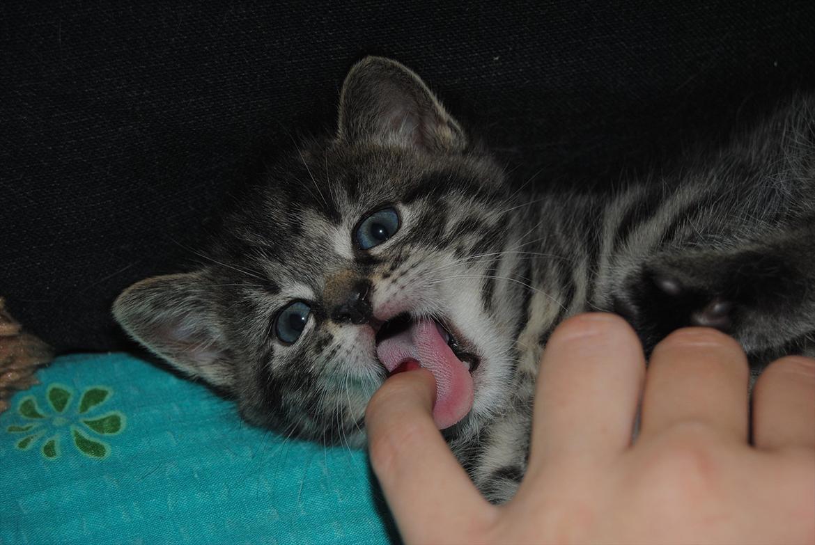 Blanding af racer "Bølle Bob" billede 8