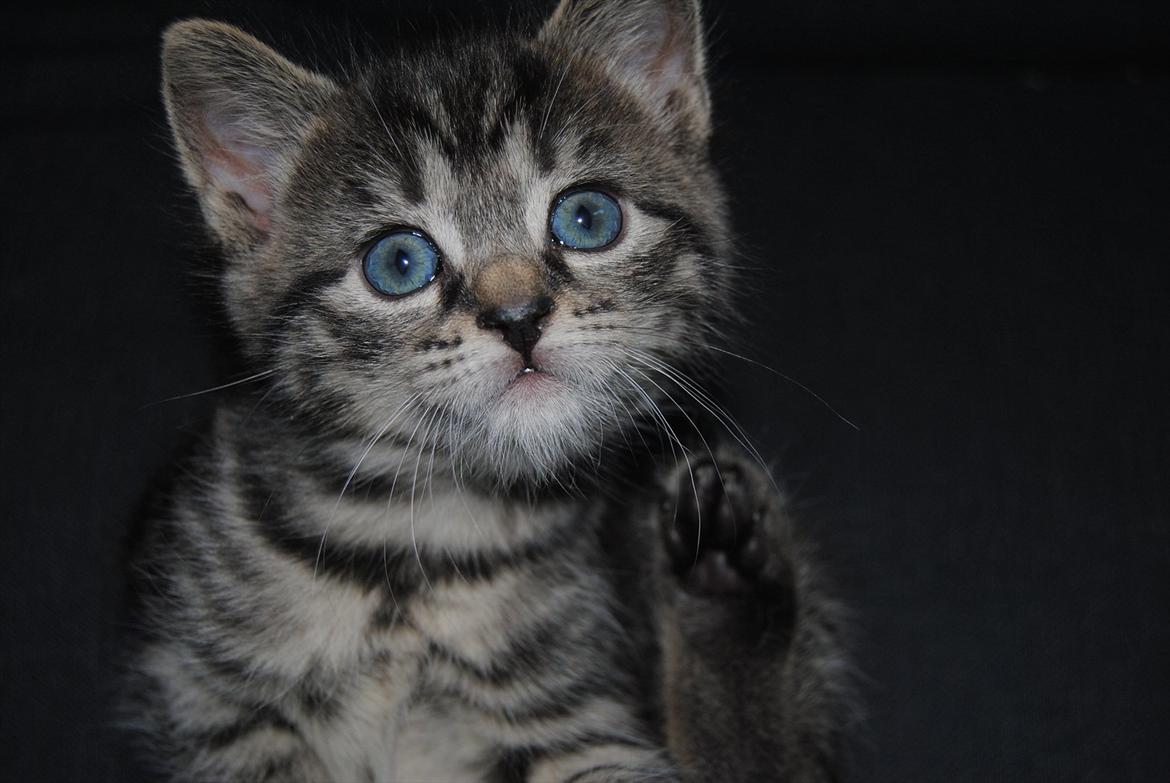 Blanding af racer "Bølle Bob" billede 9