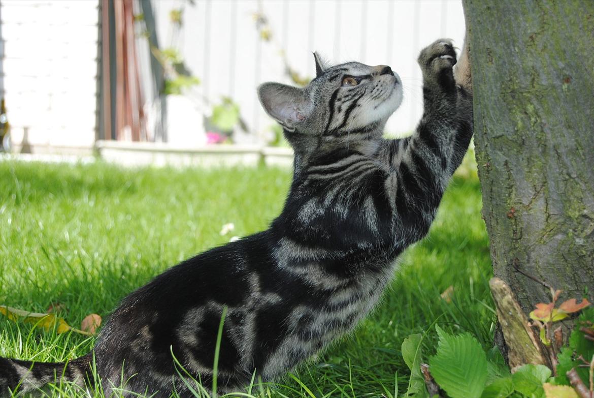 Blanding af racer "Bølle Bob" billede 10