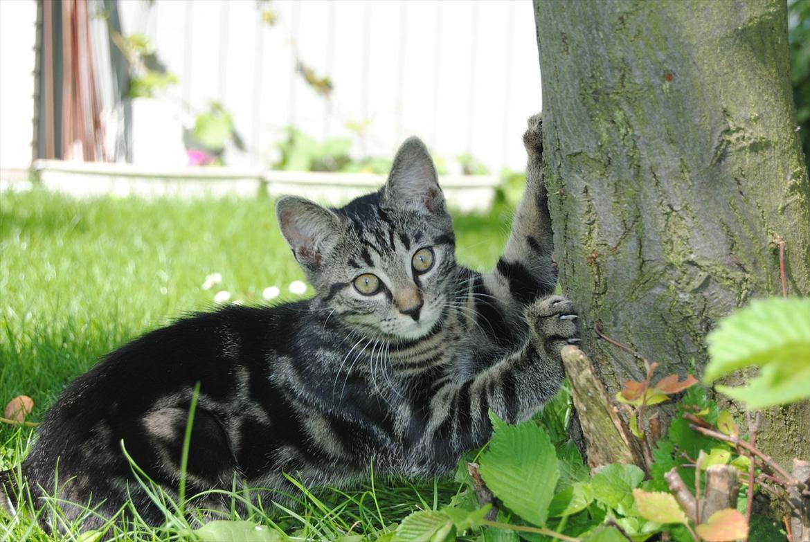 Blanding af racer "Bølle Bob" billede 11