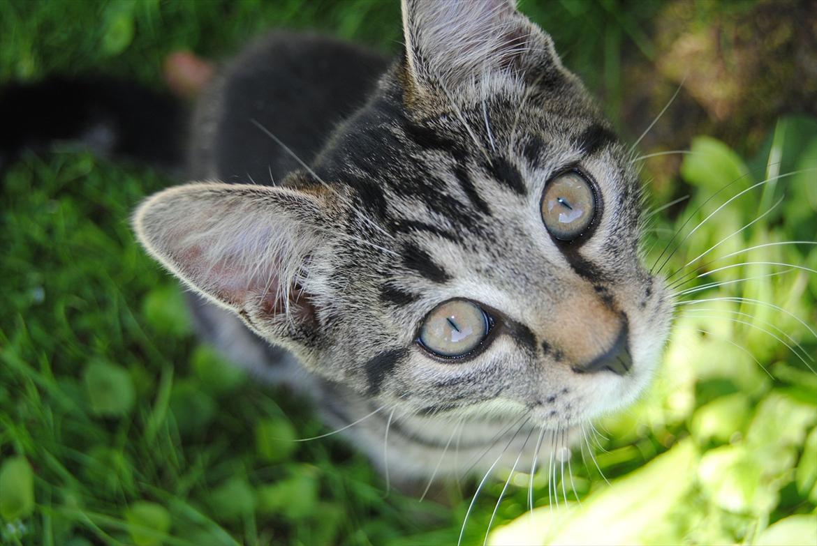 Blanding af racer "Bølle Bob" billede 12