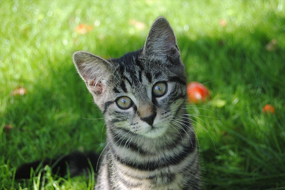 Blanding af racer "Bølle Bob" billede 13