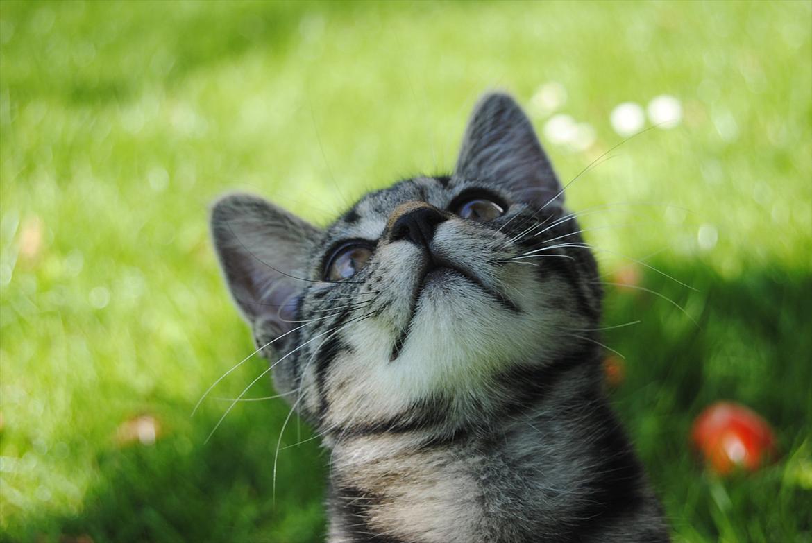 Blanding af racer "Bølle Bob" billede 14