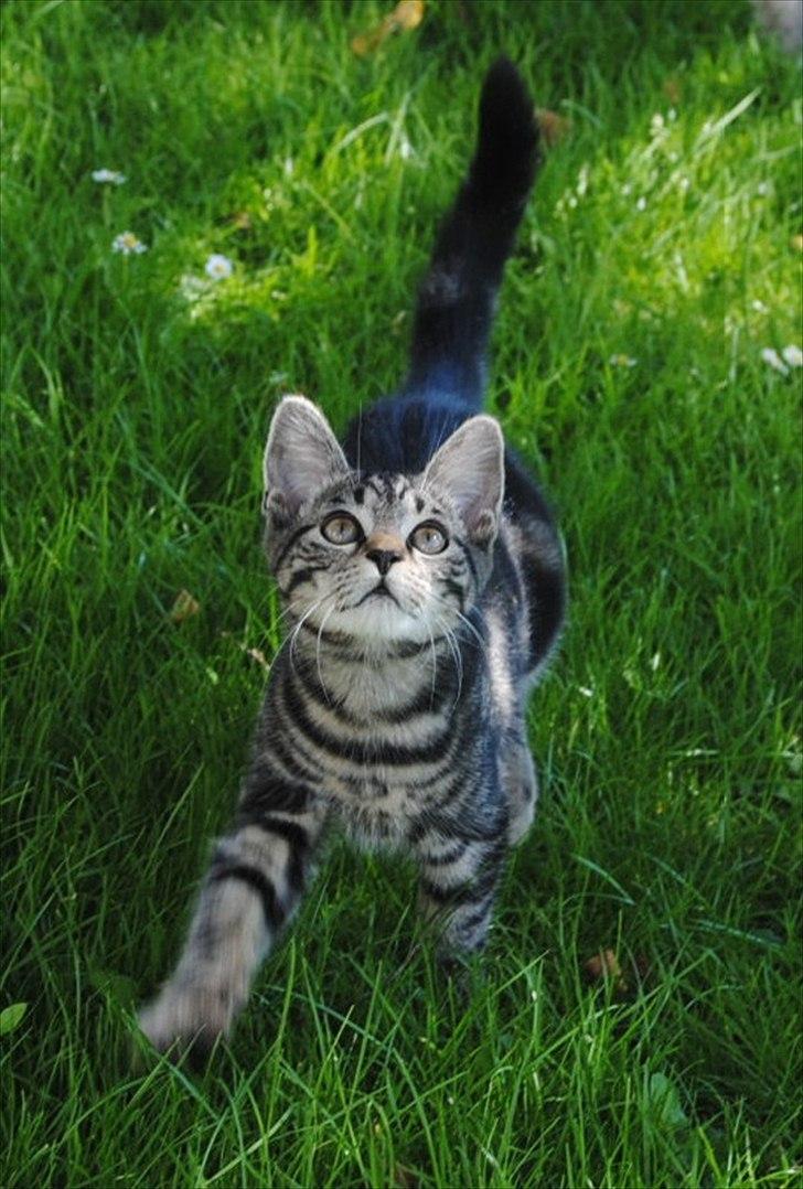 Blanding af racer "Bølle Bob" billede 15