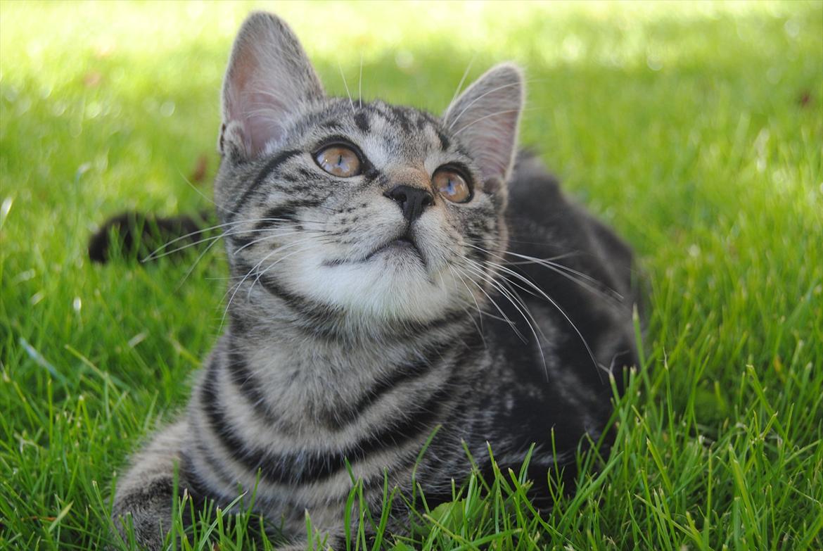 Blanding af racer "Bølle Bob" billede 16