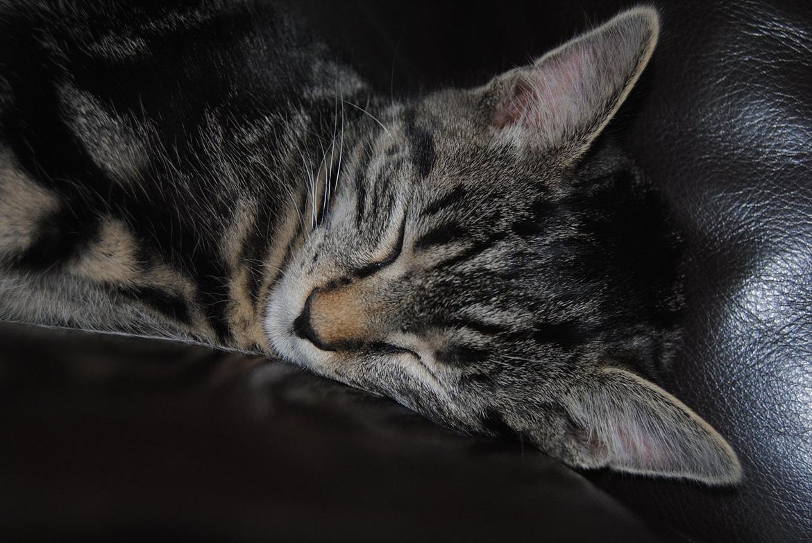 Blanding af racer "Bølle Bob" billede 17