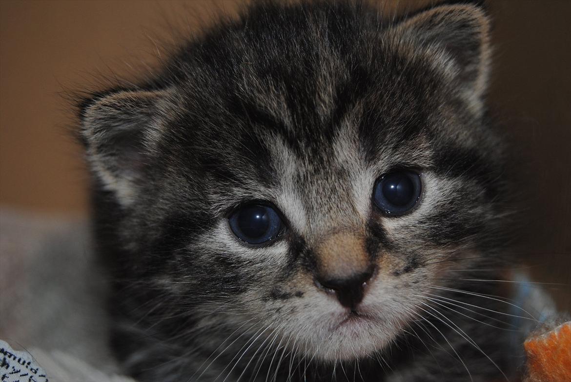 Blanding af racer "Bølle Bob" billede 18