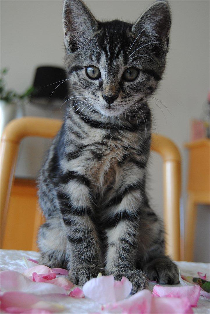 Blanding af racer "Bølle Bob" billede 19