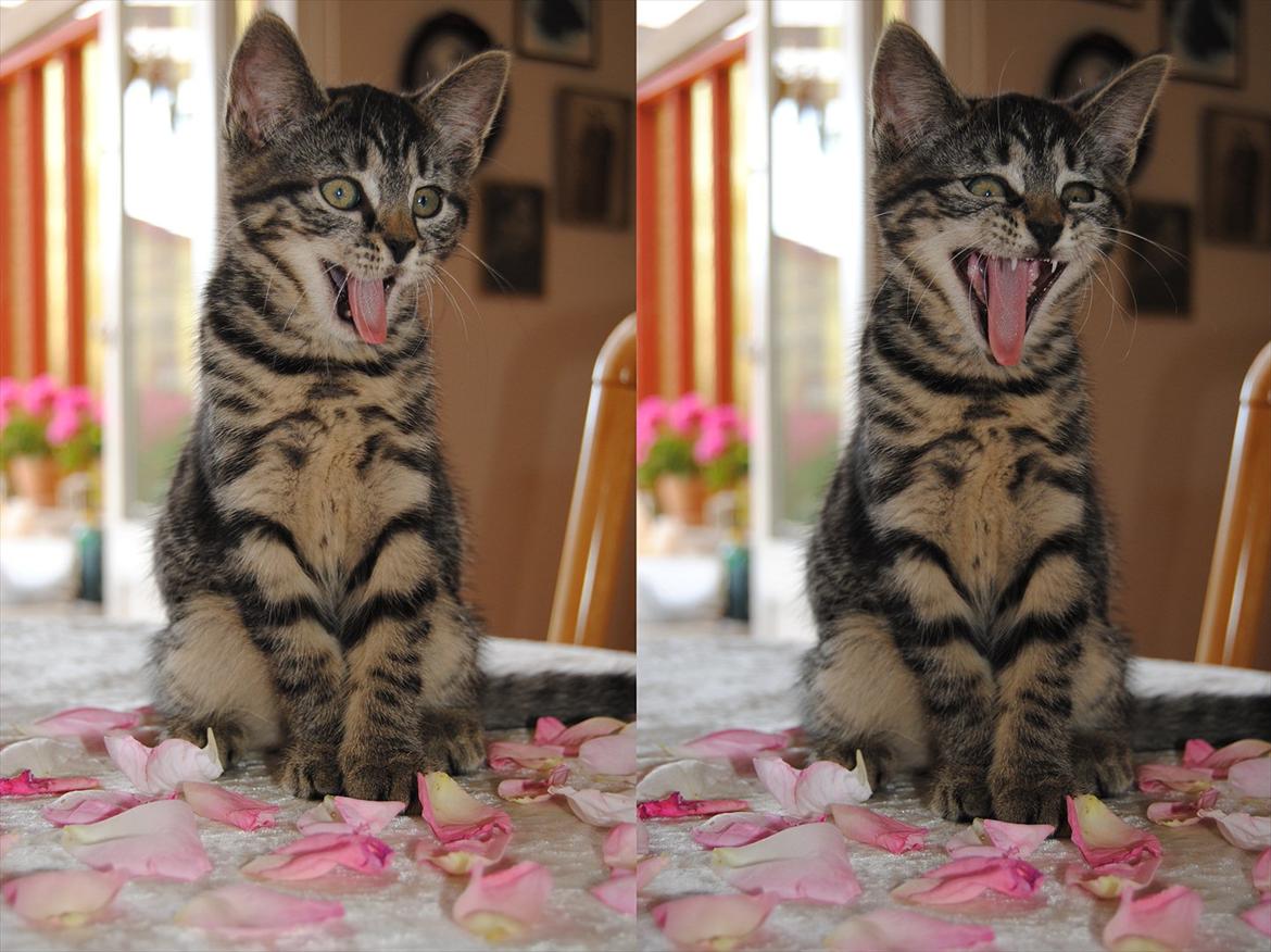 Blanding af racer "Bølle Bob" billede 20