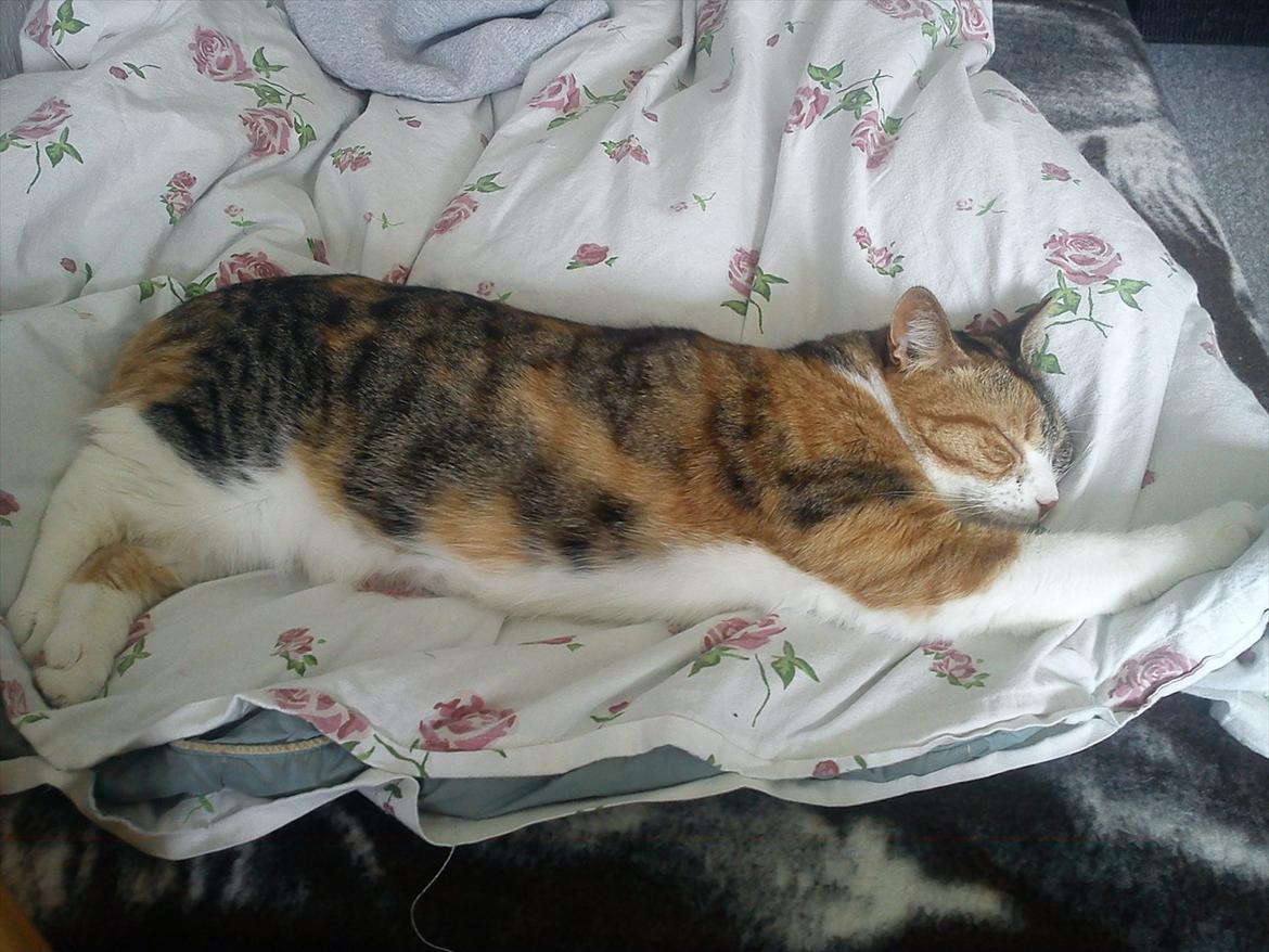 Huskat Bobby (hunkat) billede 7