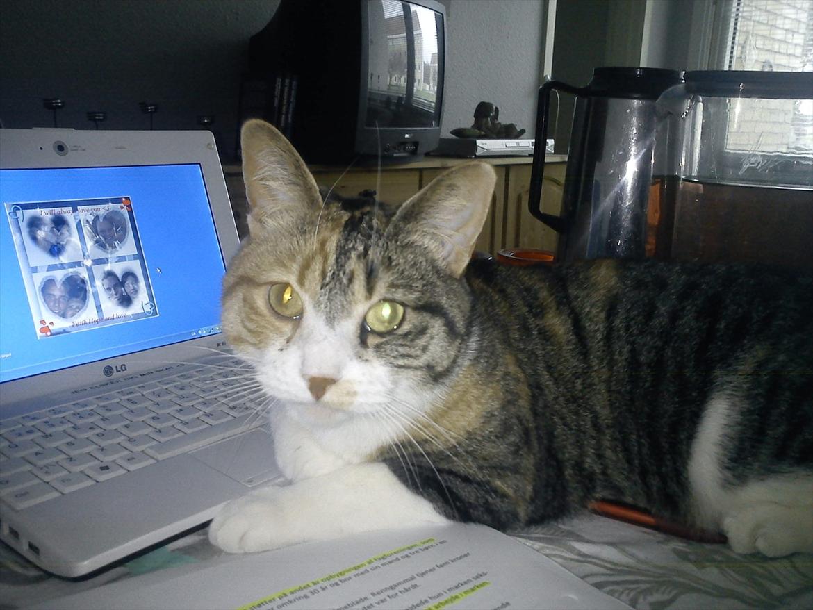 Huskat Bobby (hunkat) - Ej mor, ikk lave lektier nu, vel?  billede 8