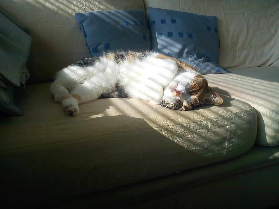 Huskat Bobby (hunkat) billede 9