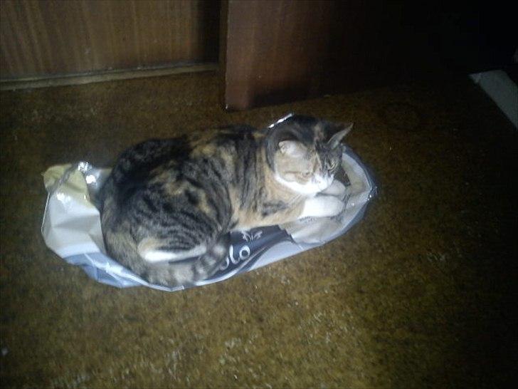 Huskat Bobby (hunkat) billede 11