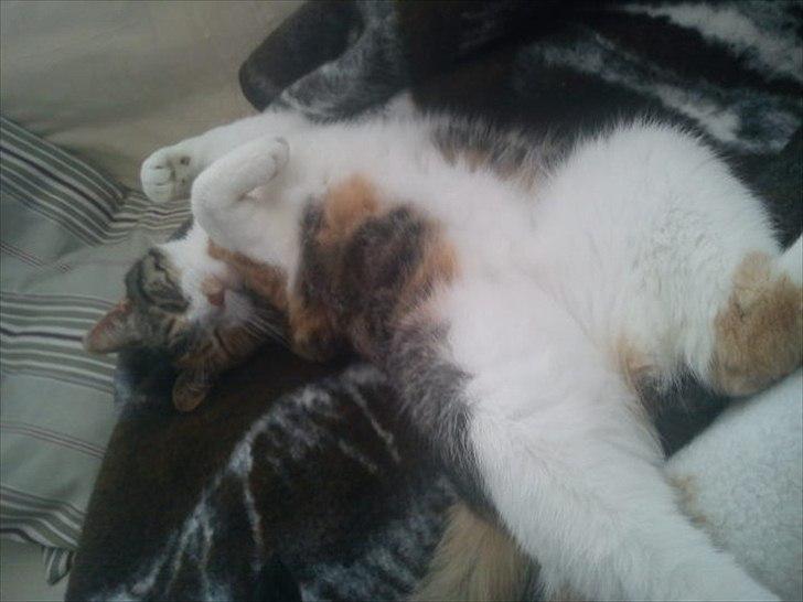 Huskat Bobby (hunkat) billede 12