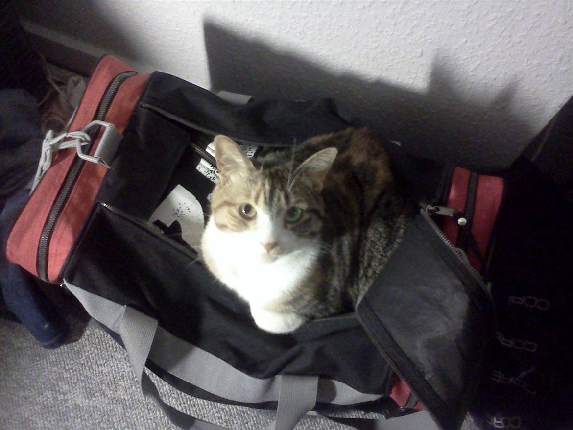 Huskat Bobby (hunkat) billede 13