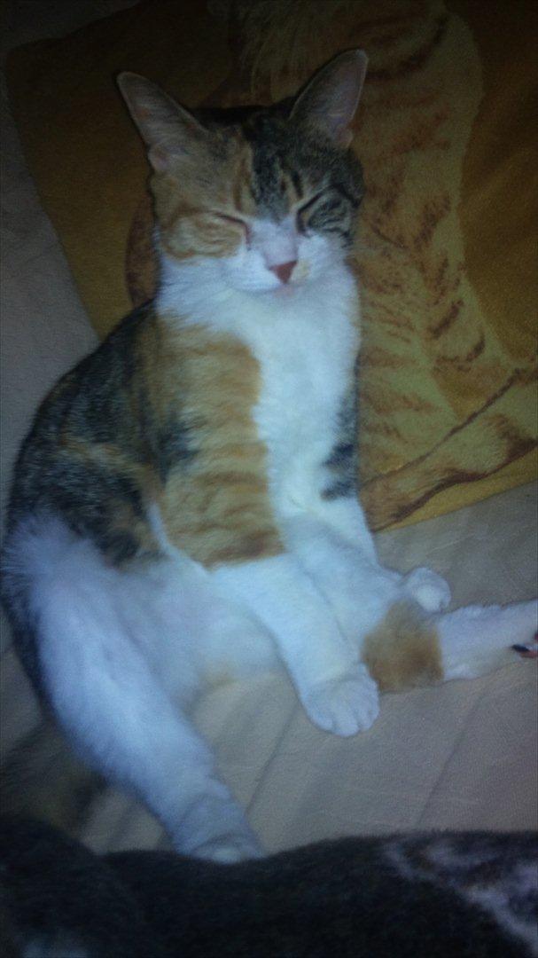 Huskat Bobby (hunkat) billede 14