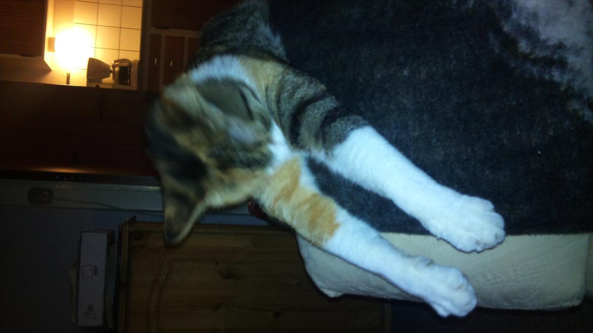 Huskat Bobby (hunkat) billede 15