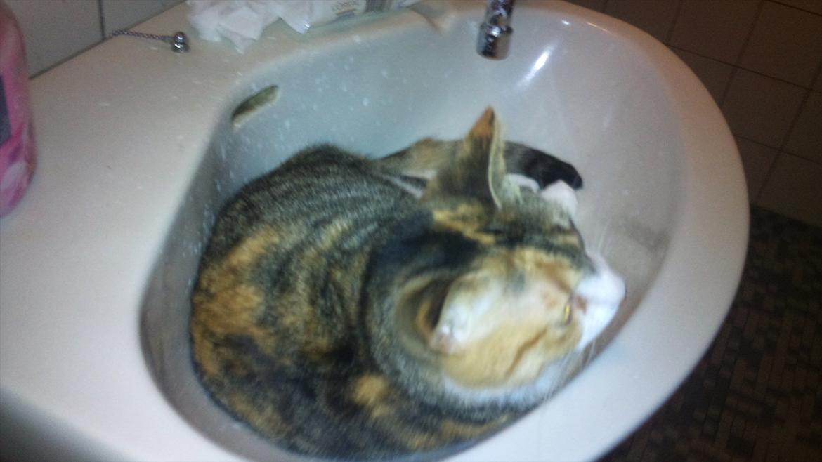 Huskat Bobby (hunkat) billede 16