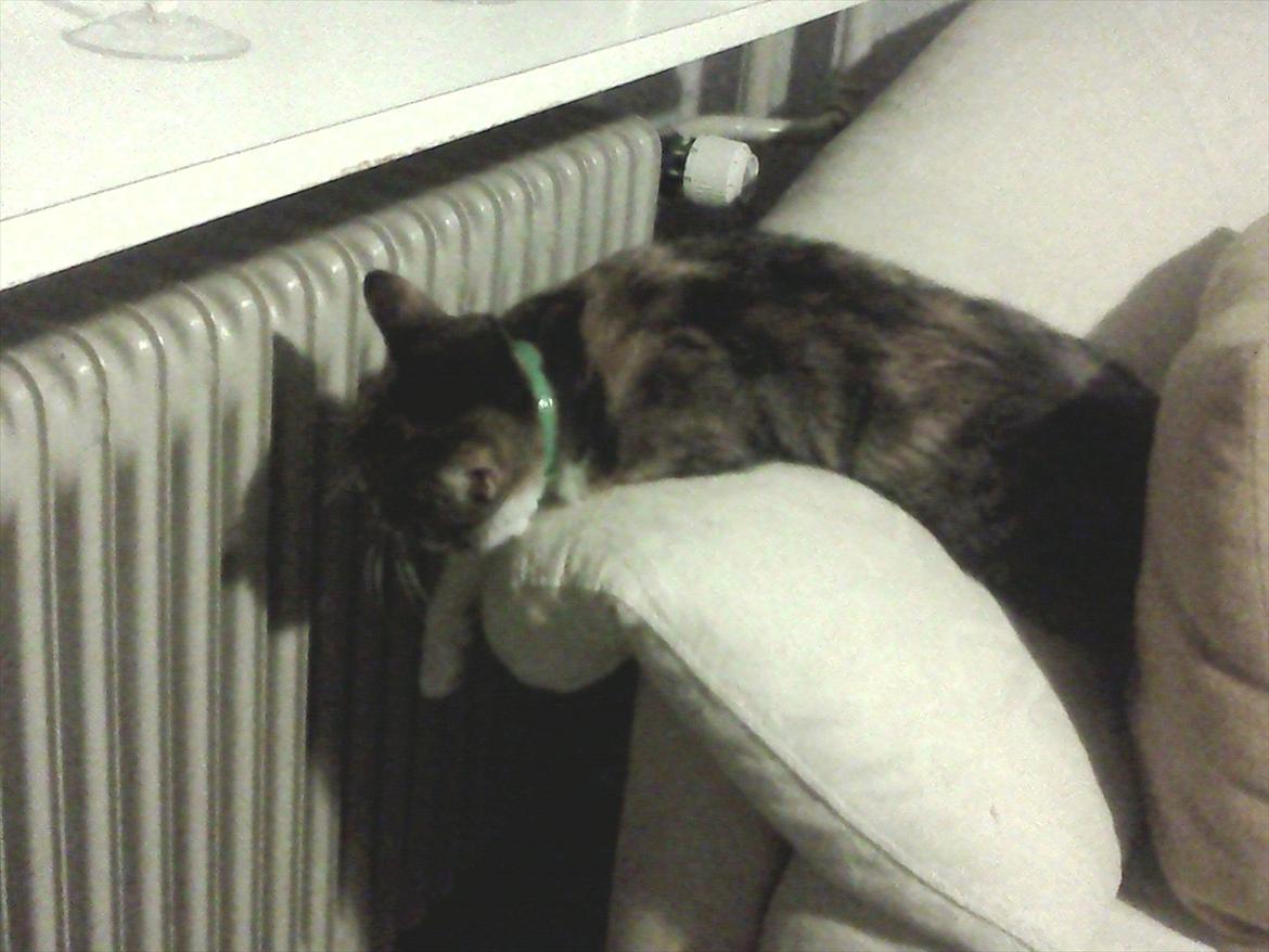 Huskat Bobby (hunkat) - Det er hårdt at være lille missekat... billede 17