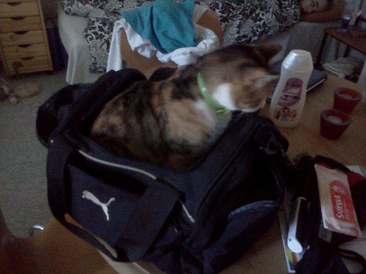 Huskat Bobby (hunkat) billede 18