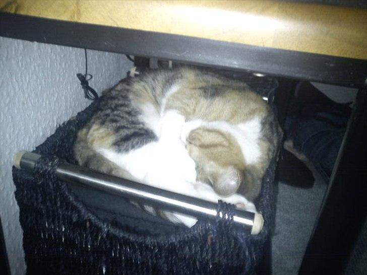 Huskat Bobby (hunkat) billede 19