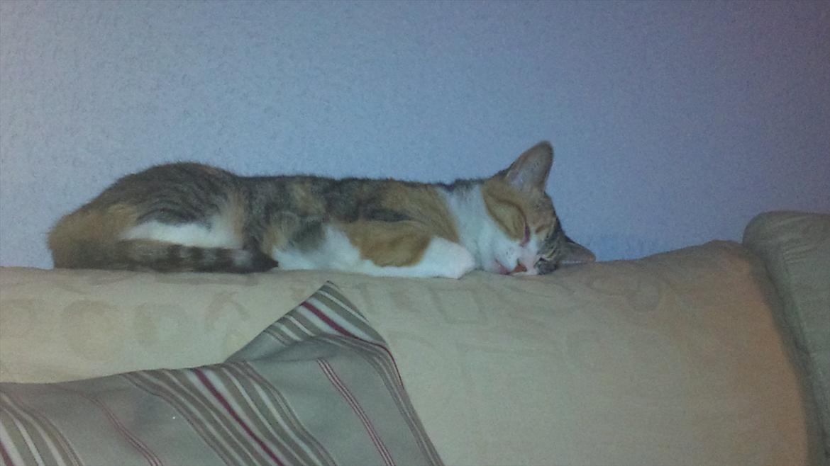 Huskat Bobby (hunkat) billede 20