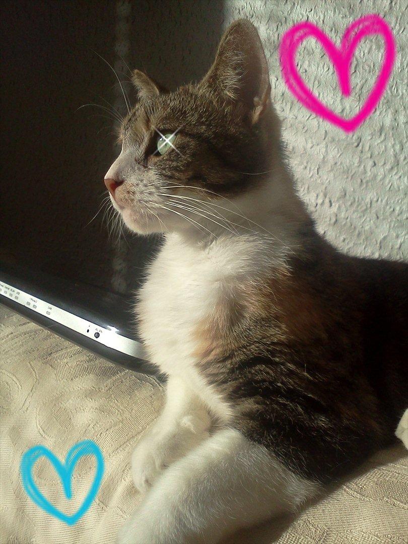 Huskat Bobby (hunkat) billede 1