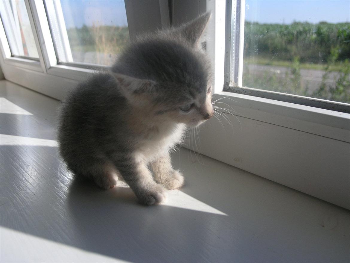 Huskat Pixie - 8 uger billede 11