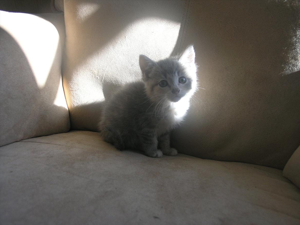 Huskat Pixie - 8 uger  billede 12