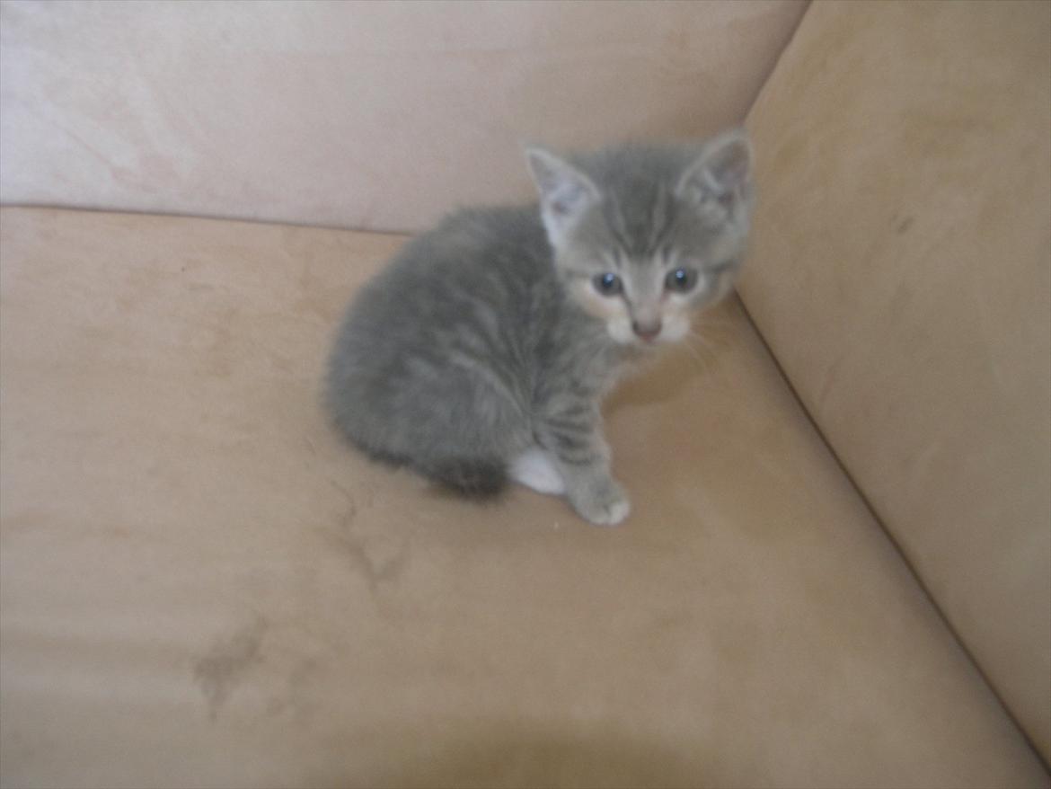 Huskat Pixie - 8 uger billede 13