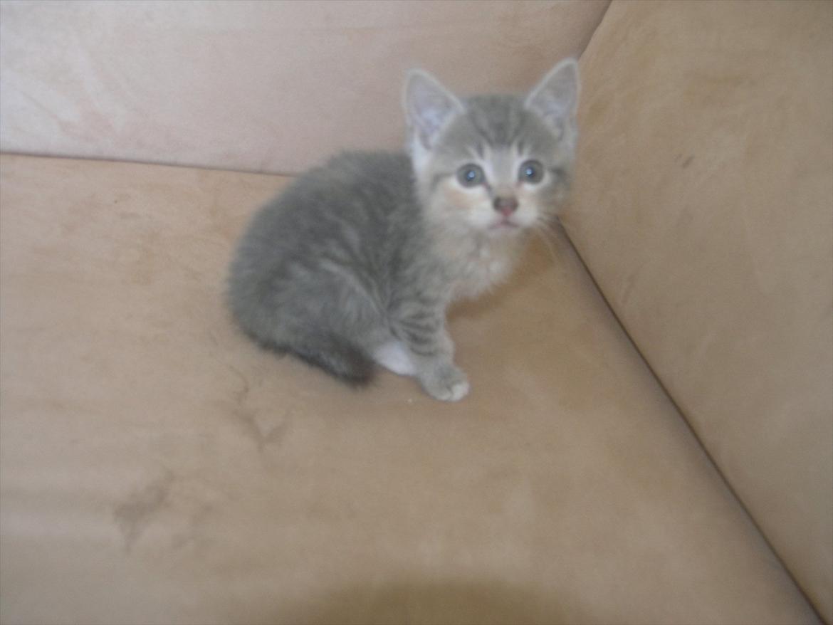 Huskat Pixie - 8 uger billede 14