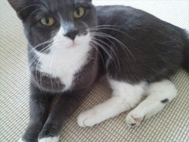 Huskat Tumle - Nuurh min lille kat!'<3 billede 5