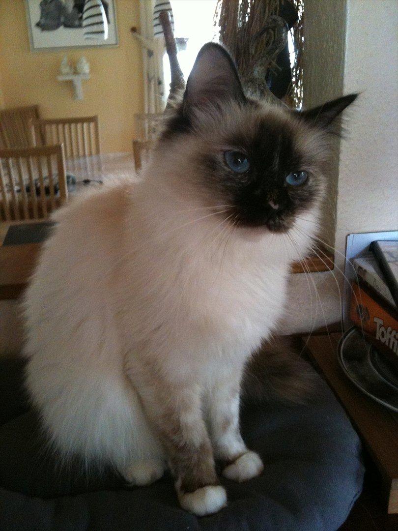 Hellig Birma Miridania's Hagar billede 1