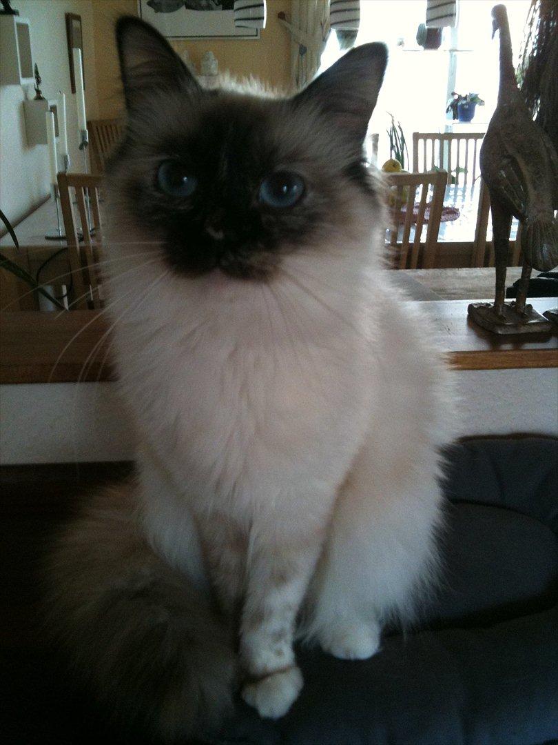 Hellig Birma Miridania's Hagar billede 2