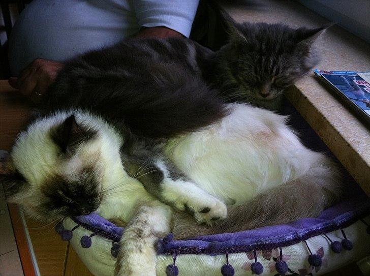 Hellig Birma Miridania's Hagar - Hagar der bruger Pjuske som dyne ;) billede 3