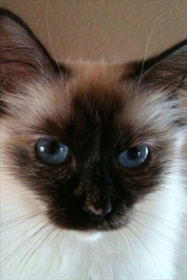 Hellig Birma Miridania's Hagar billede 4