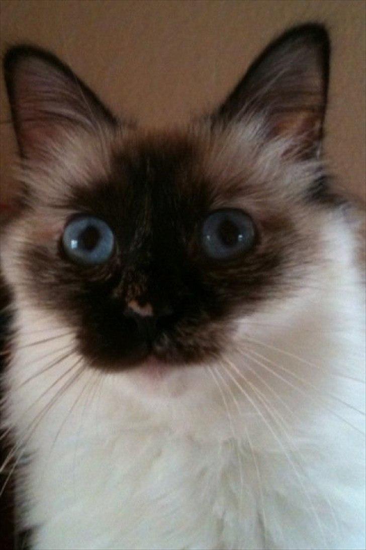 Hellig Birma Miridania's Hagar billede 5