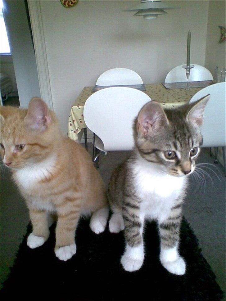 Huskat Piv  - Piv og hans afdøde bedste ven Pjuske, da de var små.<3 billede 1