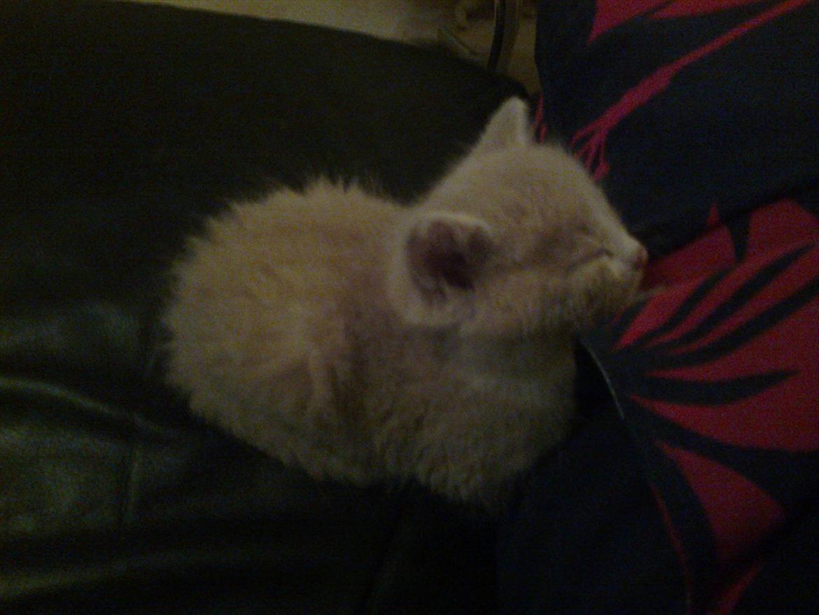 Huskat Felix billede 5