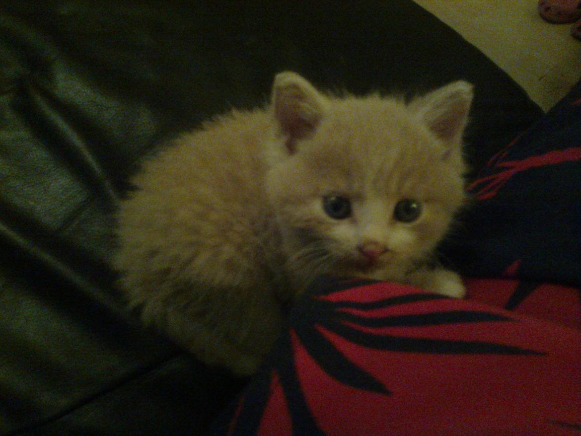 Huskat Felix billede 8