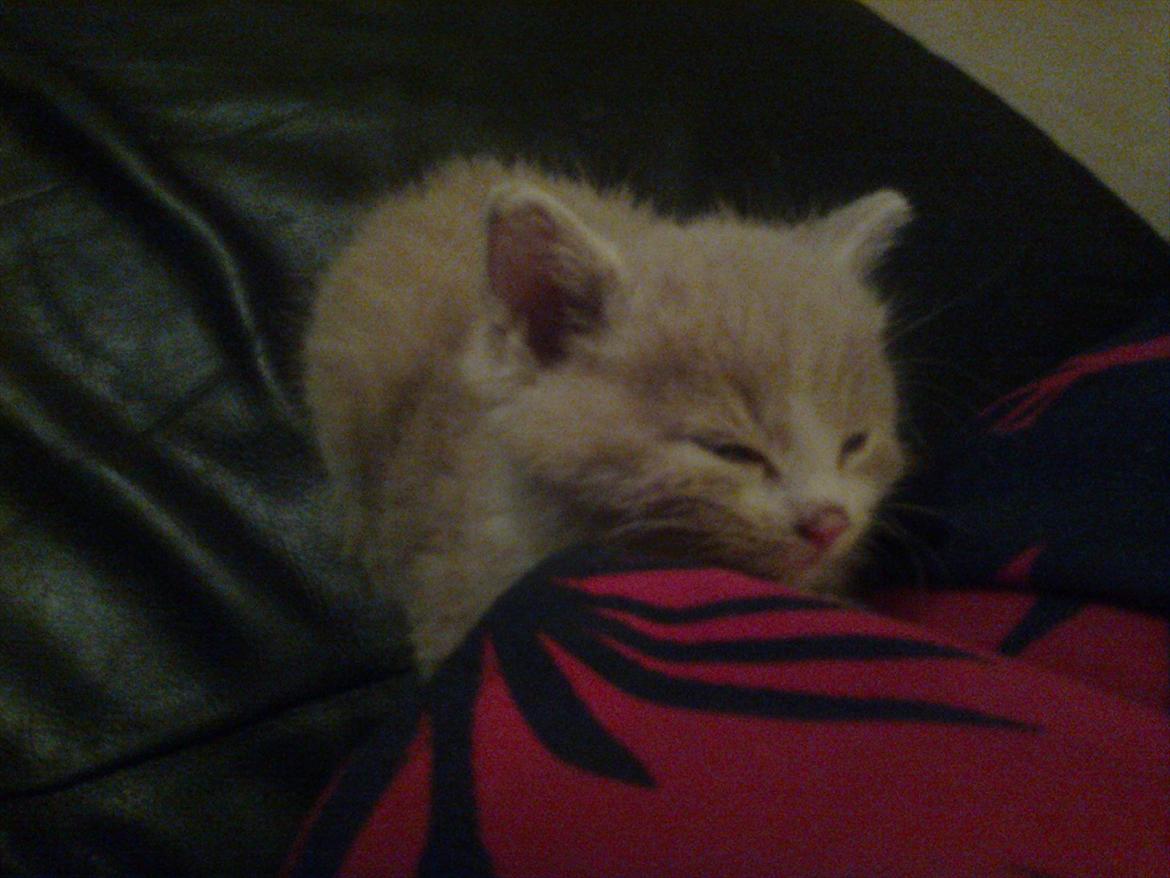 Huskat Felix billede 6