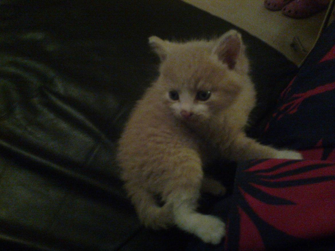 Huskat Felix billede 7