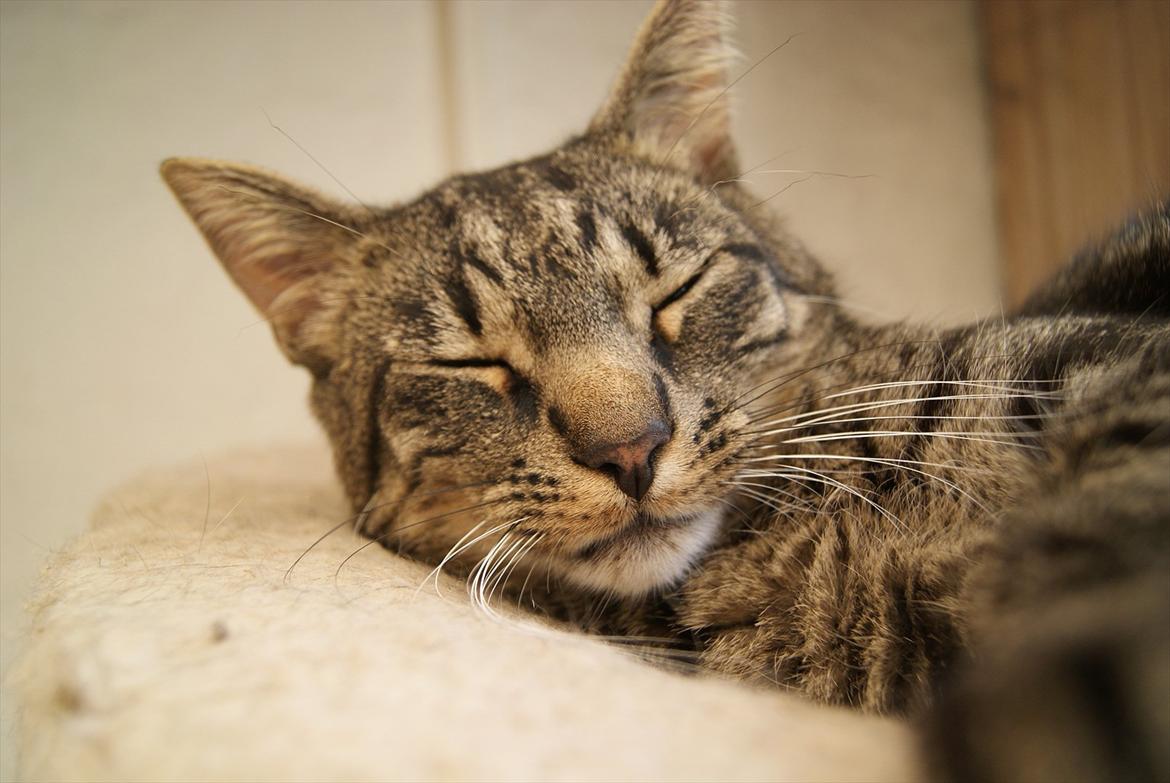 Huskat Buddha billede 2