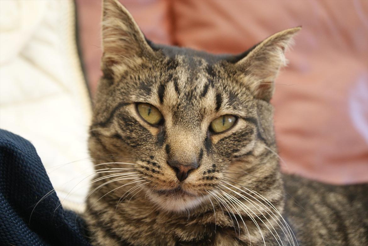 Huskat Buddha - BUDDHA! <3333 billede 6